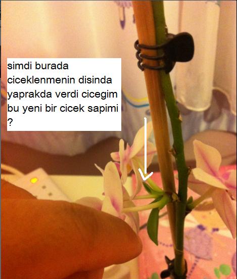 Name:  ccc.jpg
Views: 2123
Size:  38.6 KB