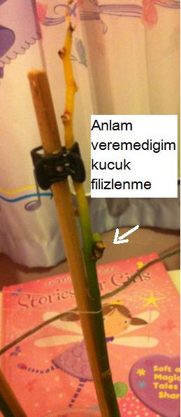 Name:  ku.jpg
Views: 2529
Size:  25.1 KB