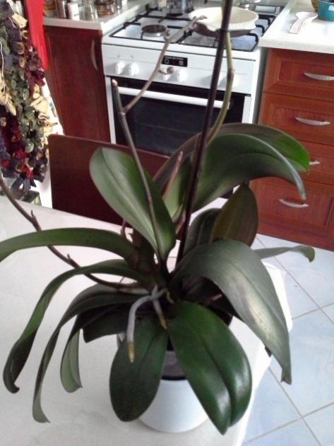 Name:  Screen Shot 2013-11-16 at 9.46.13 AM.jpg
Views: 2005
Size:  43.4 KB