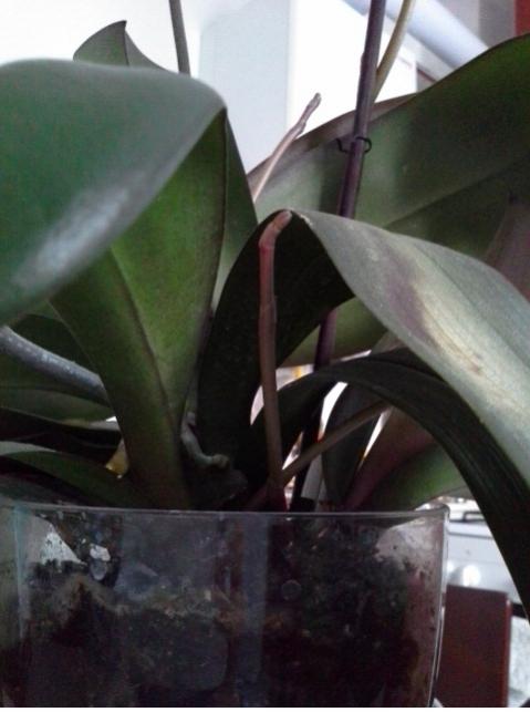 Name:  Screen Shot 2013-11-16 at 9.47.03 AM.jpg
Views: 1471
Size:  33.5 KB