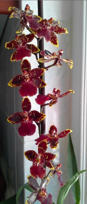 Name:  Screen Shot 2013-11-16 at 7.32.51 PM.jpg
Views: 1777
Size:  34.8 KB