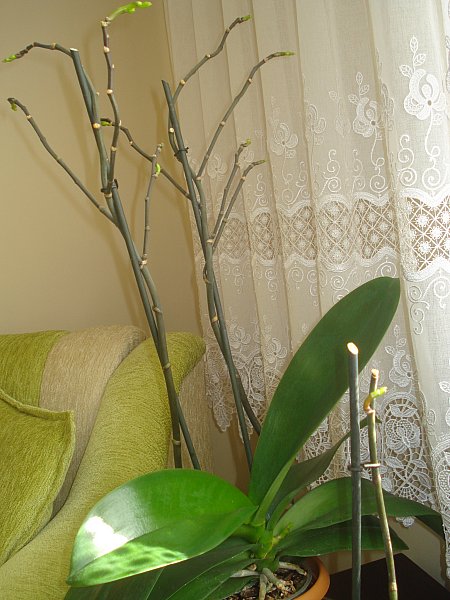 Name:  DSC03860.jpg
Views: 2323
Size:  66.6 KB