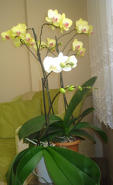 Name:  DSC04481.jpg
Views: 1568
Size:  43.8 KB