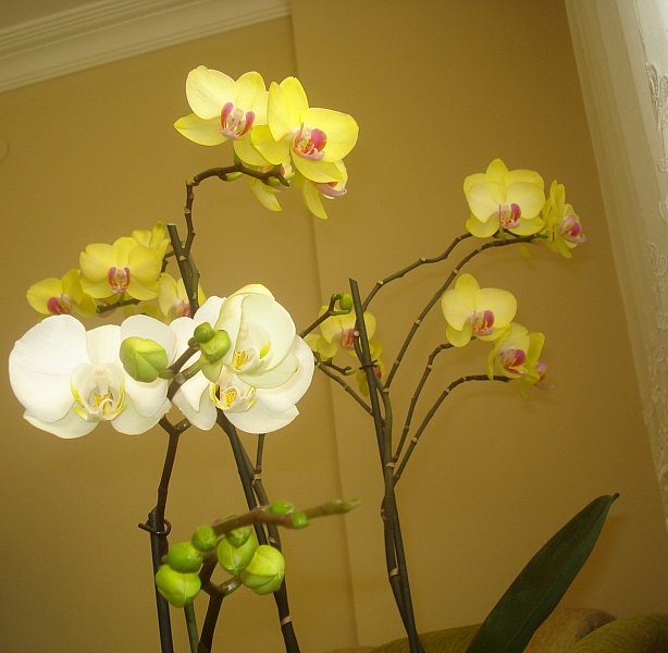 Name:  DSC04482.jpg
Views: 1324
Size:  51.2 KB