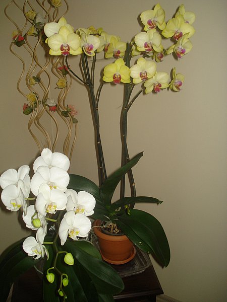 Name:  DSC04808.jpg
Views: 1167
Size:  49.0 KB