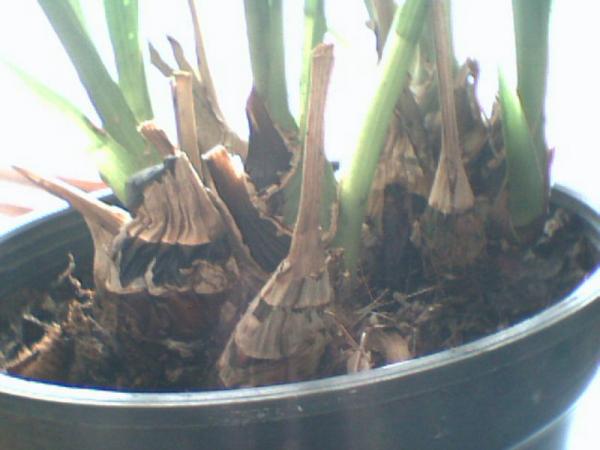 Name:  image2.jpg
Views: 2671
Size:  30.3 KB