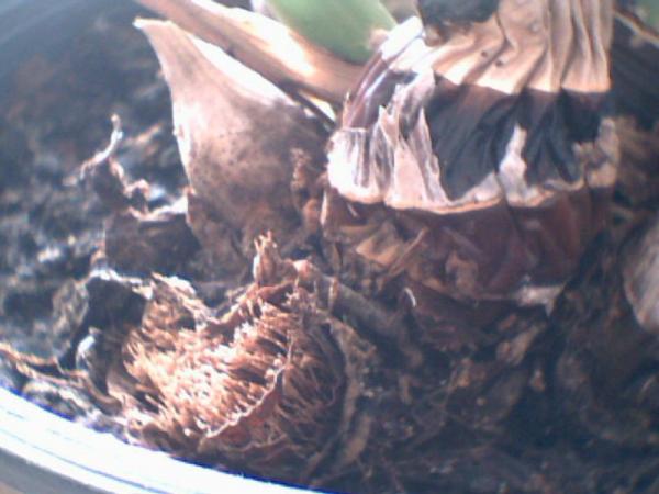Name:  image5.jpg
Views: 3115
Size:  37.0 KB