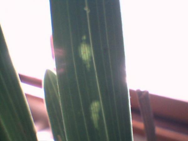 Name:  image3.jpg
Views: 2534
Size:  17.0 KB