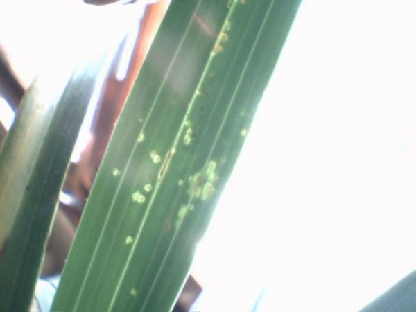 Name:  image6.jpg
Views: 2537
Size:  18.7 KB
