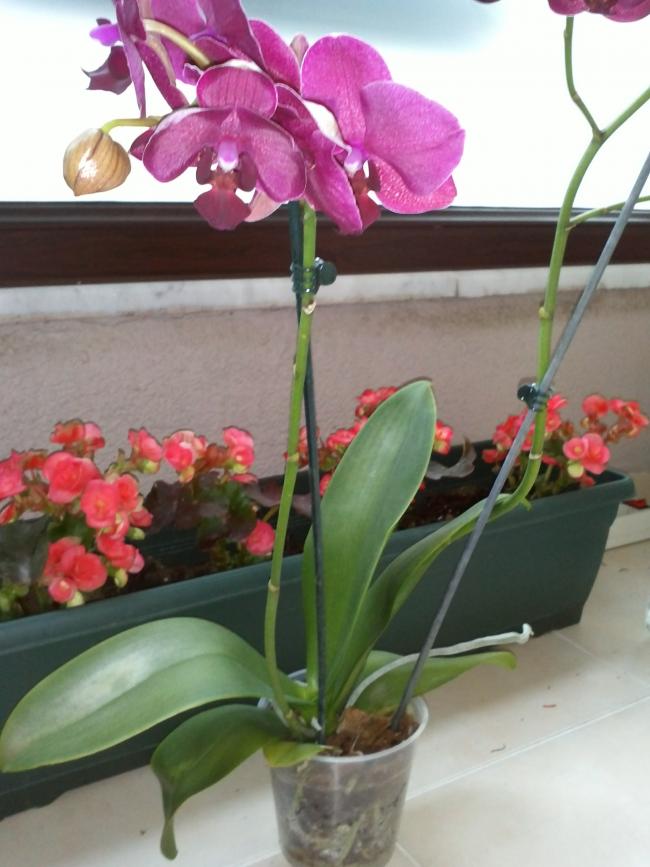 Name:  CAM00700.jpg
Views: 1585
Size:  60.7 KB