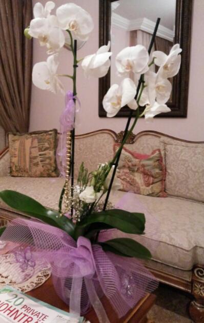 Name:  My Phalaenopsis .jpg
Views: 1665
Size:  39.5 KB