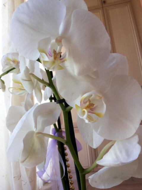 Name:  Close-up.jpg
Views: 1695
Size:  29.2 KB