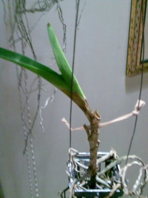 Name:  van2.jpg
Views: 5824
Size:  19.8 KB
