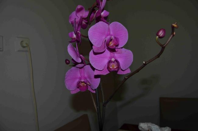 Name:  DSC_0569s.jpg
Views: 1341
Size:  18.6 KB