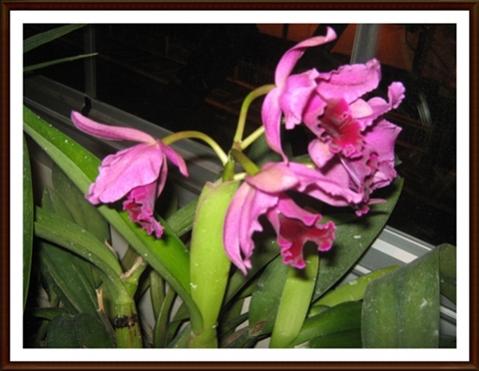 Name:  005.jpg
Views: 688
Size:  31.7 KB