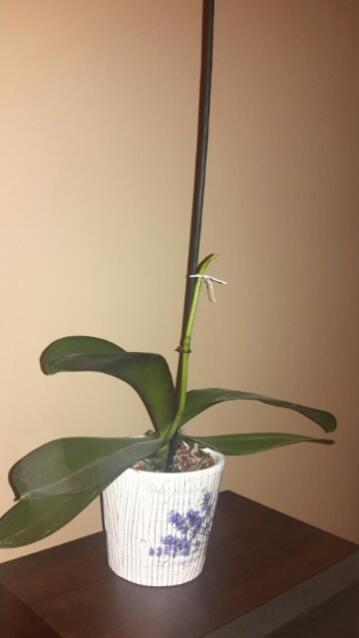Name:  Birthday Phal.jpg
Views: 1610
Size:  15.6 KB