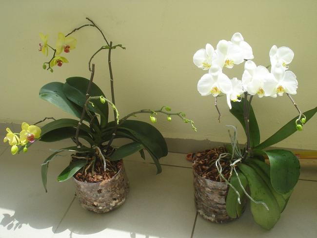 Name:  DSC07627.jpg
Views: 1456
Size:  34.0 KB
