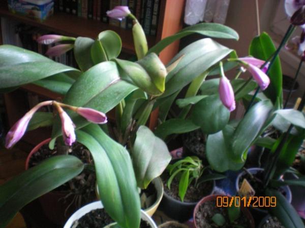 Name:  100_0036.jpg
Views: 1078
Size:  39.2 KB