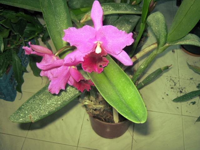 Name:  ^E59070CF4C5D5C371D1622EC28A4EF6FDBBB5E279F7A274AF7^pimgpsh_fullsize_distr.jpg
Views: 711
Size:  43.7 KB