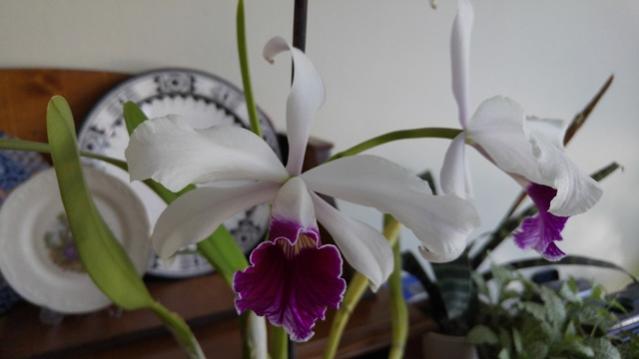 Name:  laeliapurpurata-1.jpg
Views: 737
Size:  22.9 KB
