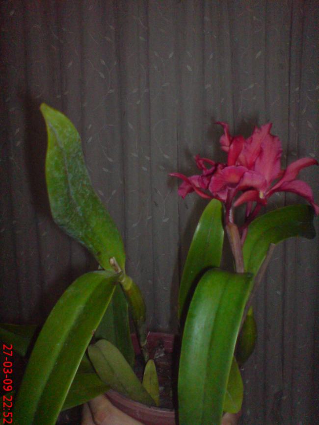 Name:  Resim(Oğuzhan) 031.jpg
Views: 1041
Size:  52.4 KB