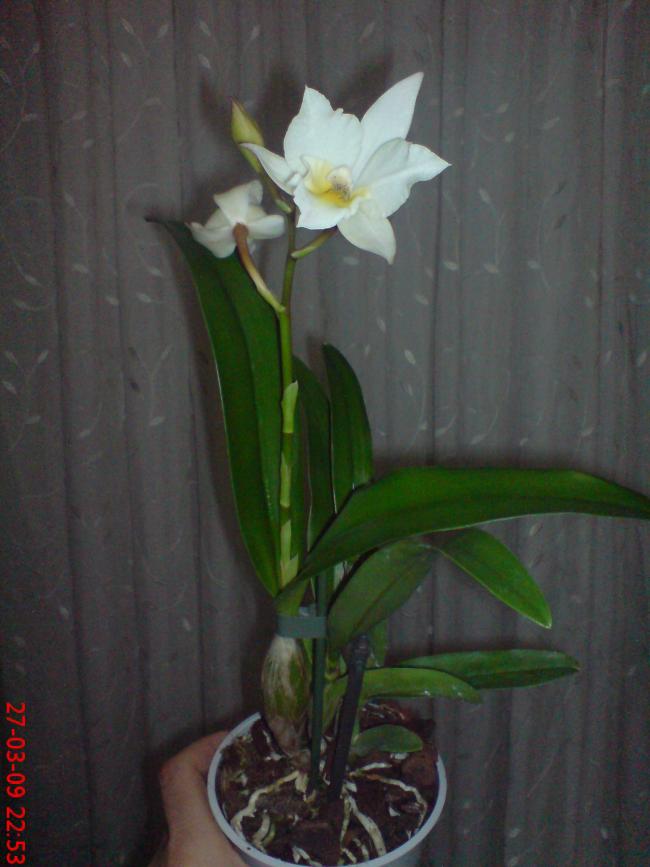Name:  Resim(Oğuzhan) 034.jpg
Views: 1061
Size:  53.2 KB
