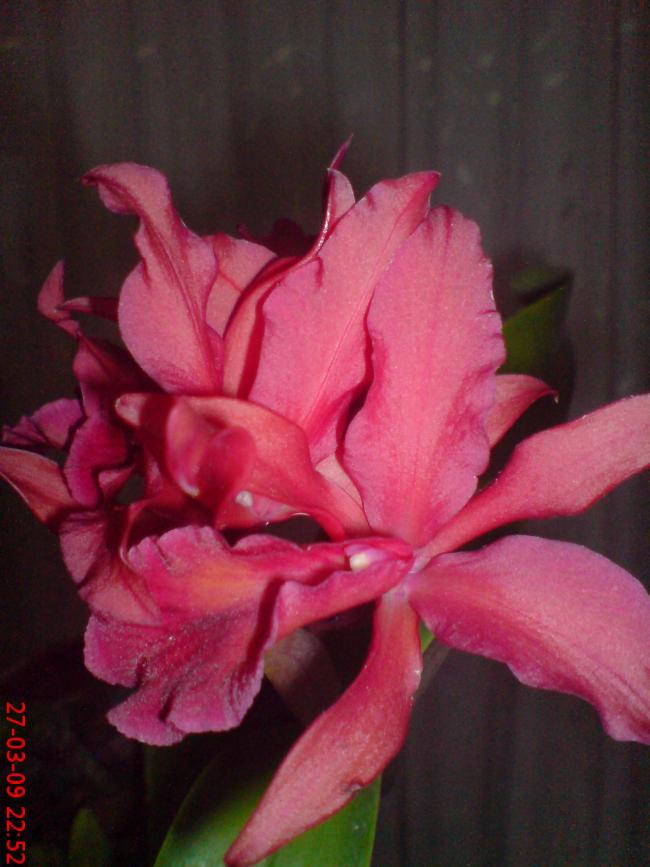 Name:  Resim(Oğuzhan) 033.jpg
Views: 1055
Size:  59.5 KB