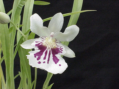Name:  miltonia_orchid.jpg
Views: 10190
Size:  31.2 KB