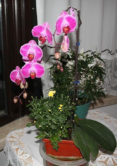 Name:  PH-1.jpg
Views: 3097
Size:  42.5 KB