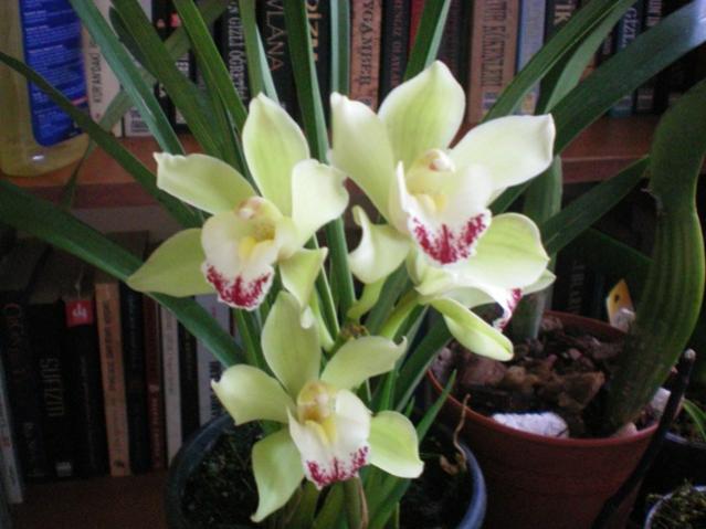 Name:  000_0011.jpg
Views: 2615
Size:  40.8 KB