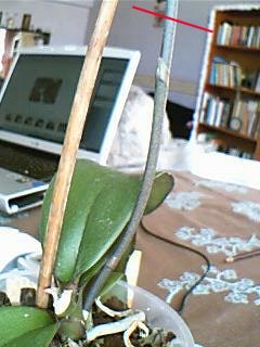 Name:  Resim%20034.jpg
Views: 3855
Size:  21.7 KB