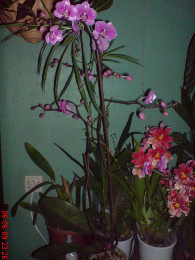 Name:  yeniler 011.jpg
Views: 1580
Size:  69.8 KB