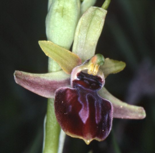 Name:  OMamSbEpirotica.jpg
Views: 3290
Size:  30.1 KB