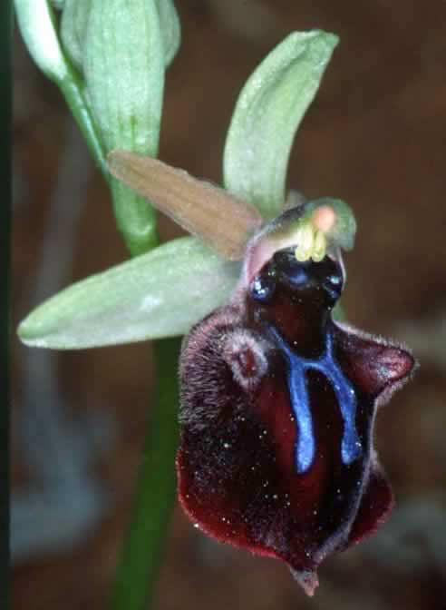 Name:  mammosaSbMammosa.jpg
Views: 3227
Size:  24.1 KB