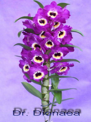 Name:  dNobile.jpg
Views: 19046
Size:  46.6 KB