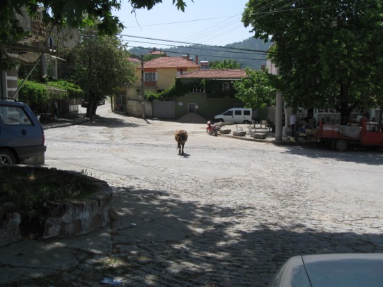 Name:  Resim 010 (550 x 413).jpg
Views: 1802
Size:  67.7 KB