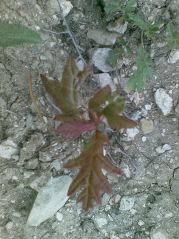 Name:  sahibinden_Görüntü022.jpg
Views: 881
Size:  73.0 KB
