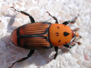 Name:  R-ferrugineus.jpg
Views: 20399
Size:  26.5 KB