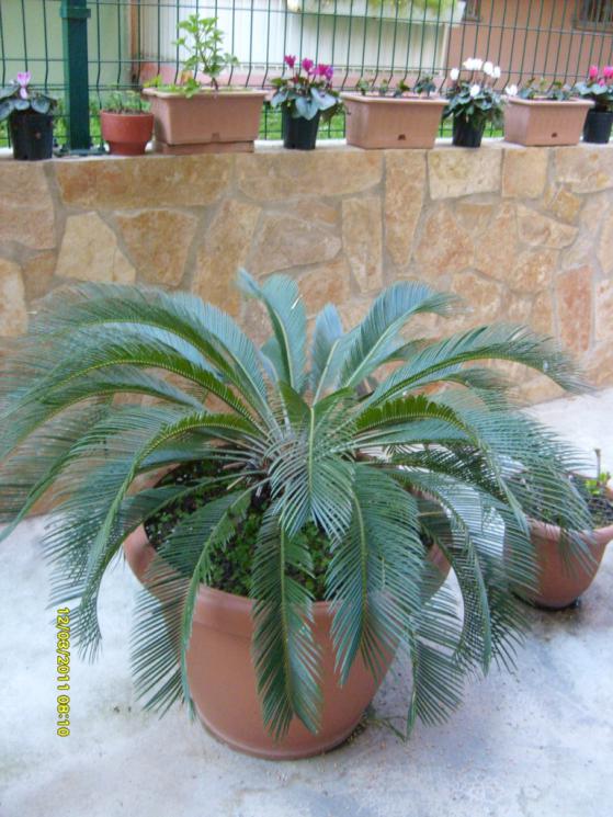 Name:  S6300627.jpg
Views: 1927
Size:  73.4 KB