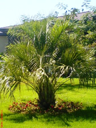 Name:  butia capitata.JPG
Views: 16514
Size:  54.2 KB