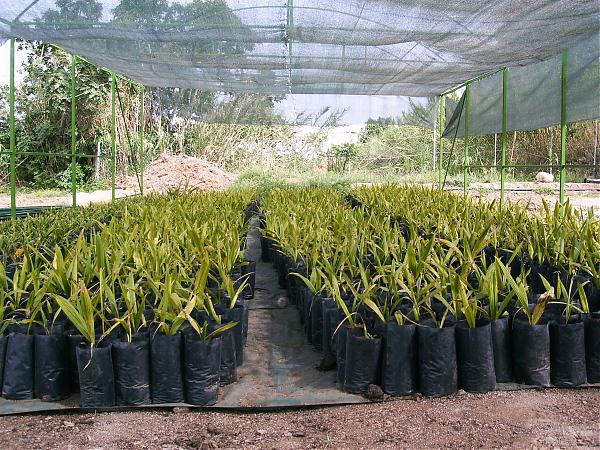Name:  PICT0008.jpg
Views: 2252
Size:  95.2 KB
