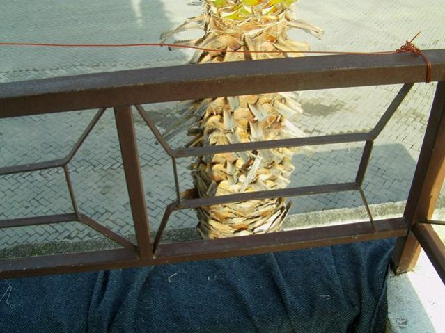 Name:  palmiye (19).jpg
Views: 7938
Size:  54.6 KB