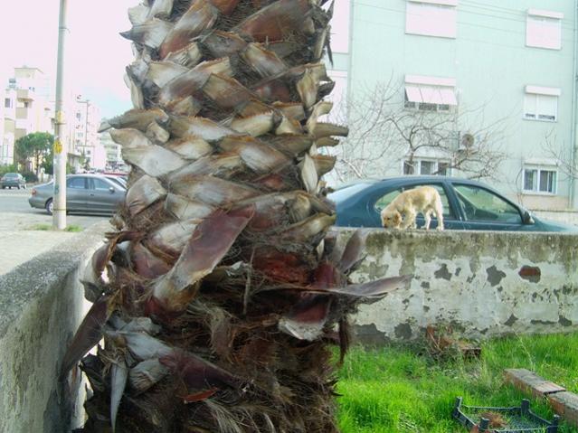 Name:  palmiye (5).jpg
Views: 7894
Size:  57.7 KB