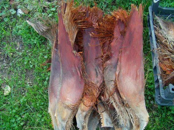Name:  palmiye (8).jpg
Views: 7344
Size:  70.6 KB