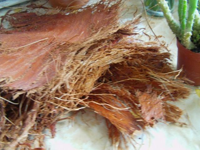 Name:  kaktr ve pal (1).jpg
Views: 7158
Size:  55.3 KB