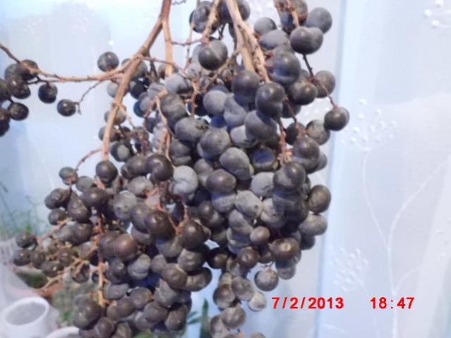 Name:  CIMG3199.jpg
Views: 2123
Size:  40.3 KB