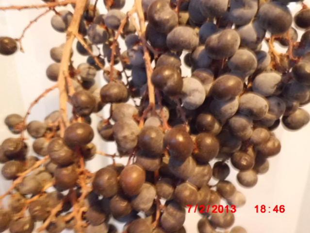 Name:  CIMG3194.jpg
Views: 1977
Size:  46.0 KB