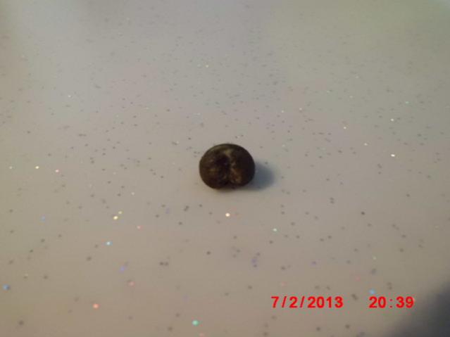 Name:  CIMG3223.jpg
Views: 2214
Size:  13.9 KB