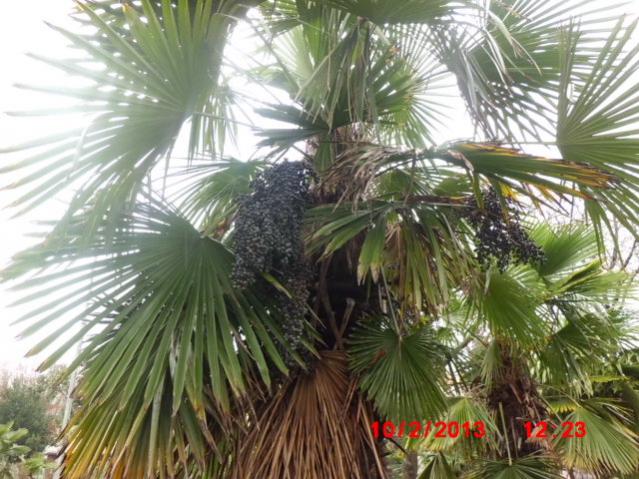 Name:  CIMG3339.jpg
Views: 2204
Size:  64.6 KB