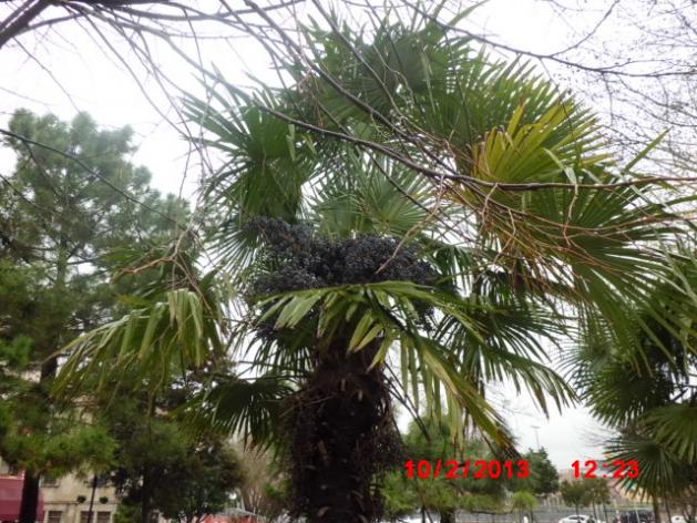 Name:  CIMG3340.jpg
Views: 1573
Size:  70.8 KB